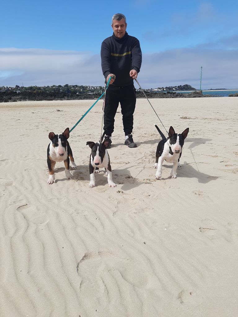 chiot Bull Terrier Gwendoline Teixeira