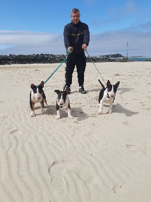 Gwendoline Teixeira - Bull Terrier - Portée née le 18/01/2023